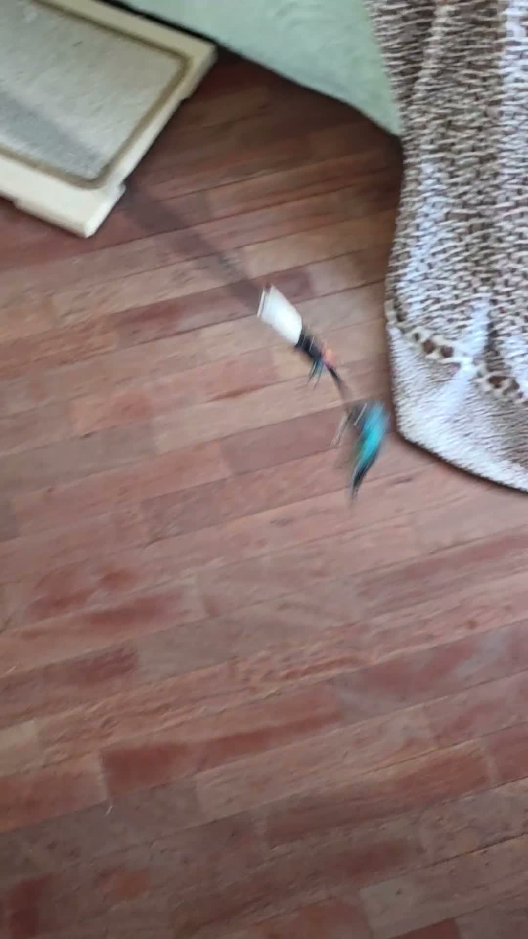 Siberiano gatti in vendita: Cucciola siberiana - Video 4