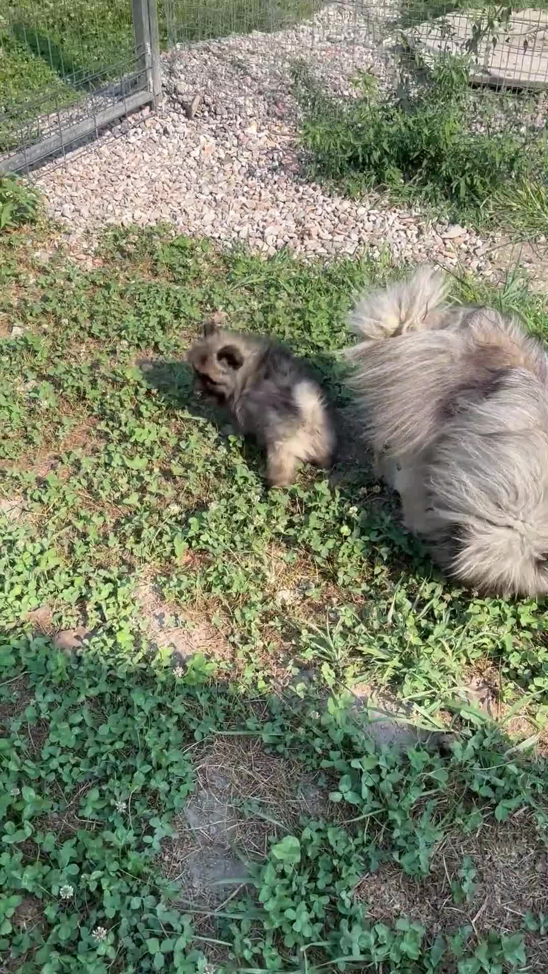 Wolfspitz cani in vendita: Cuccioli Wolfspitz - Video 2