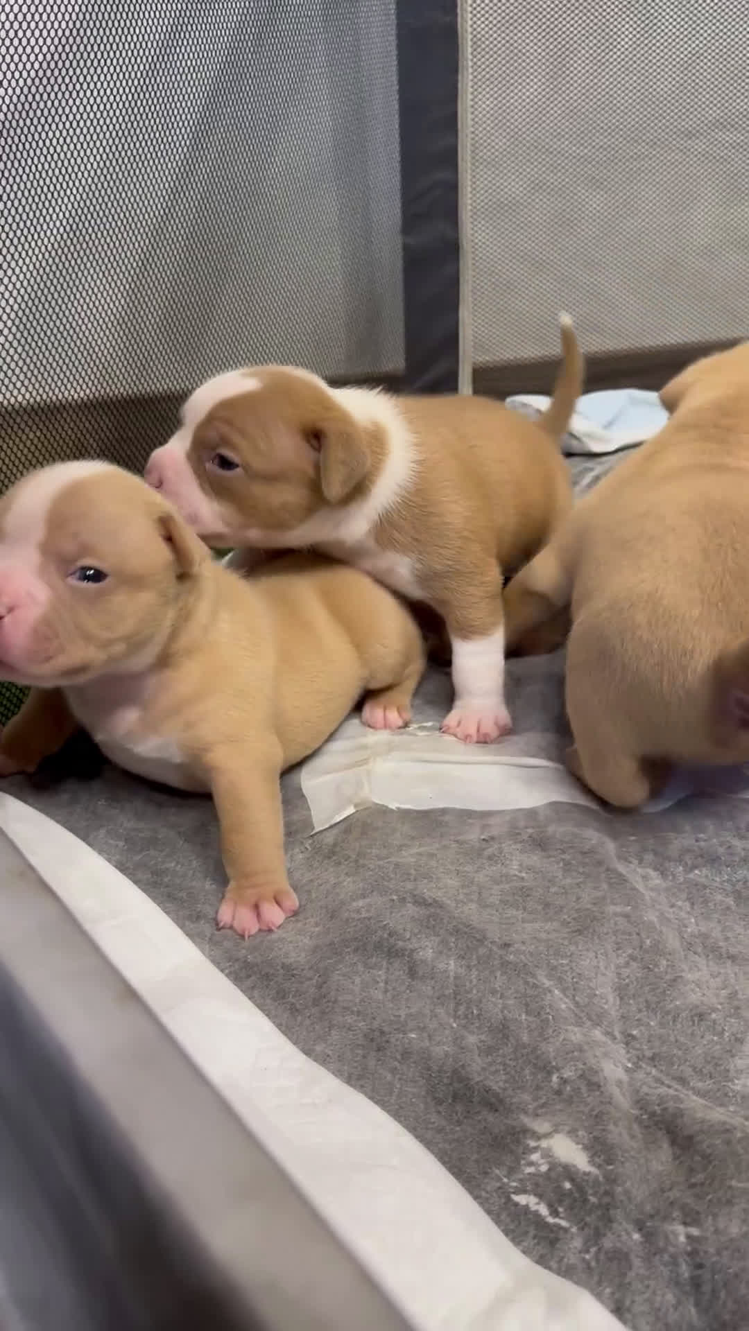 American Bully cani in vendita: Cuccioli di american Bully pocket  - Video 2