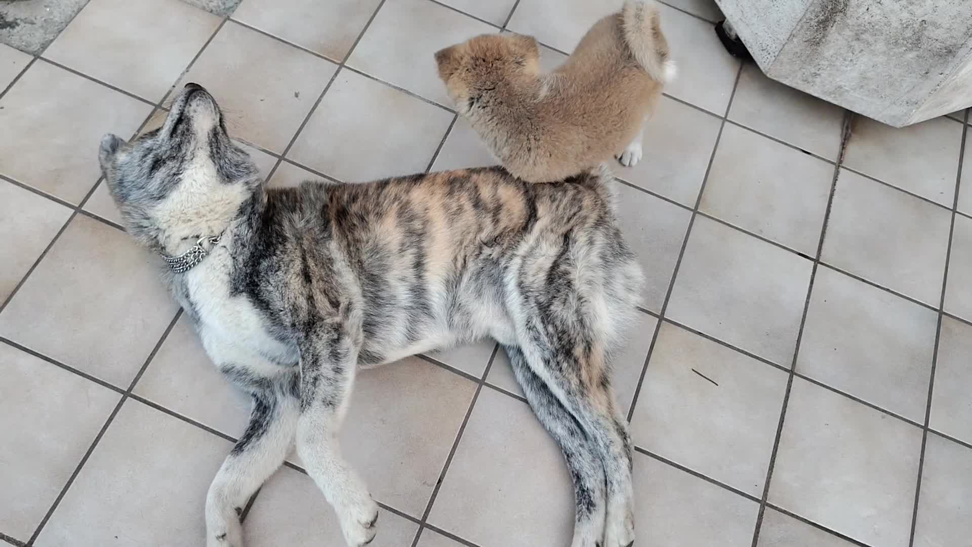 Akita Inu cani per accoppiamento: Akita inu per monta - Video 1