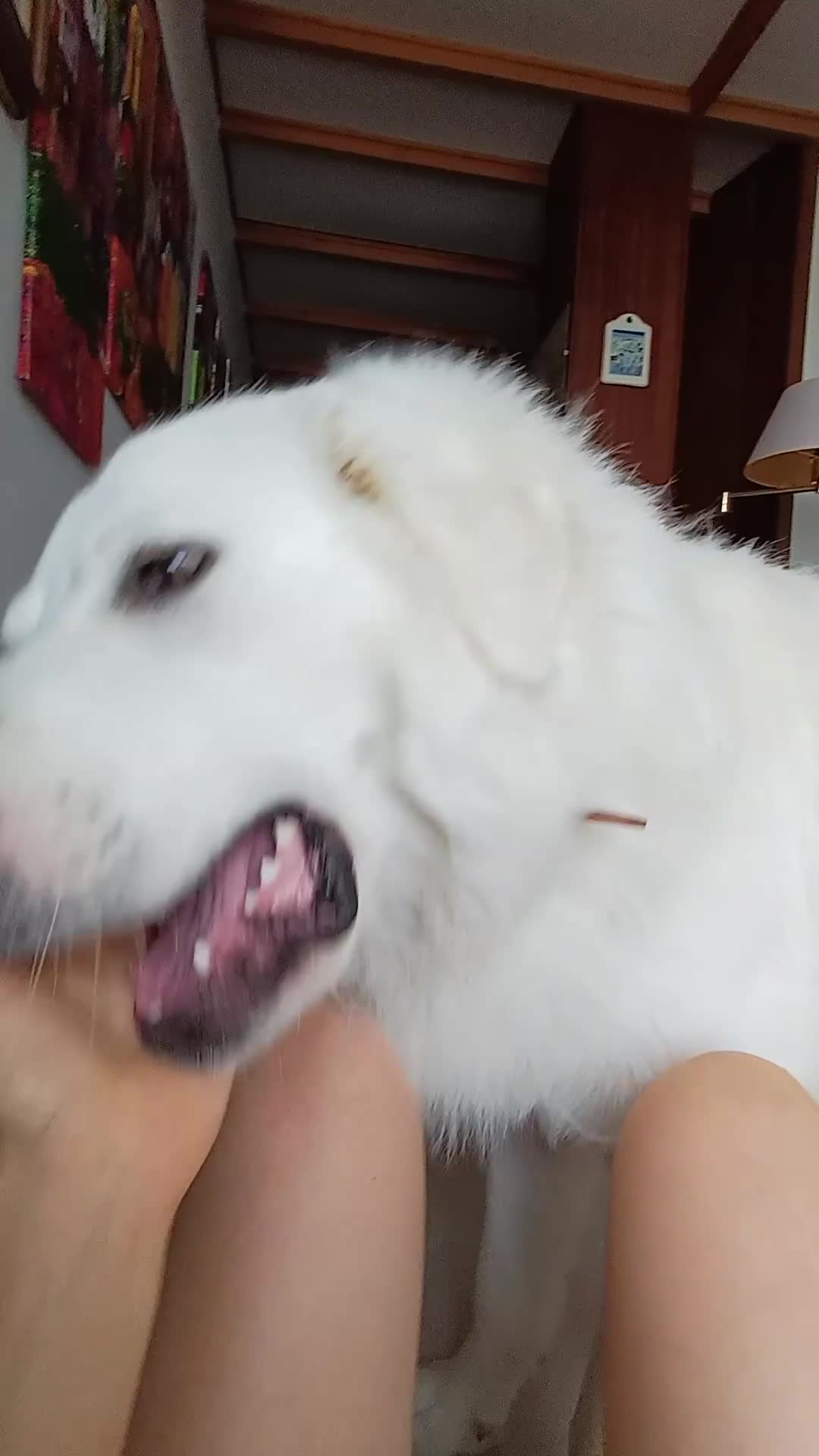 Pastore Abbruzzese Maremmano cani in regalo: Pastore maremmano abruzzese  a Provincia di Verona - Video 2