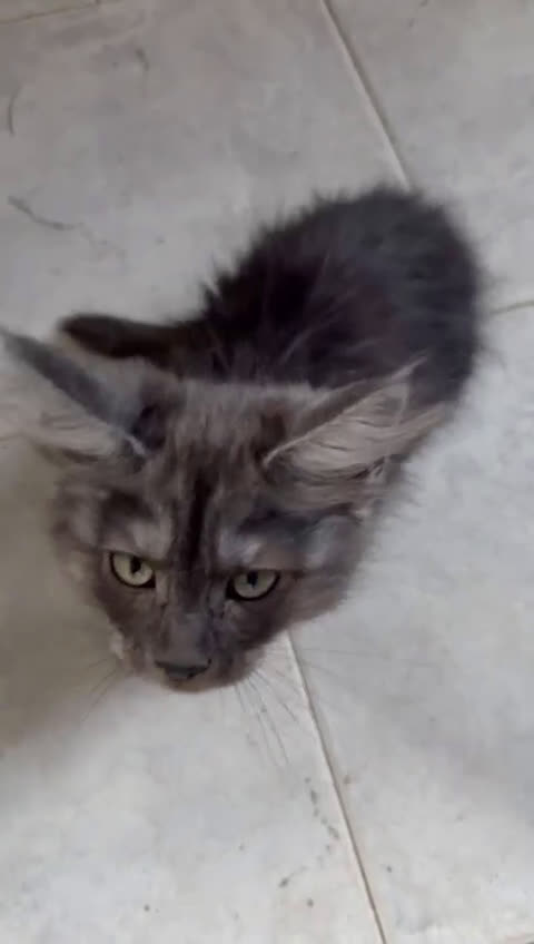 Maine Coon gatti in vendita: Maine Coon  a Provincia di Novara - Video 1