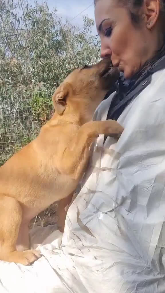 Pitbull cani in regalo: Trilly cucciola tenerissima - Video 1