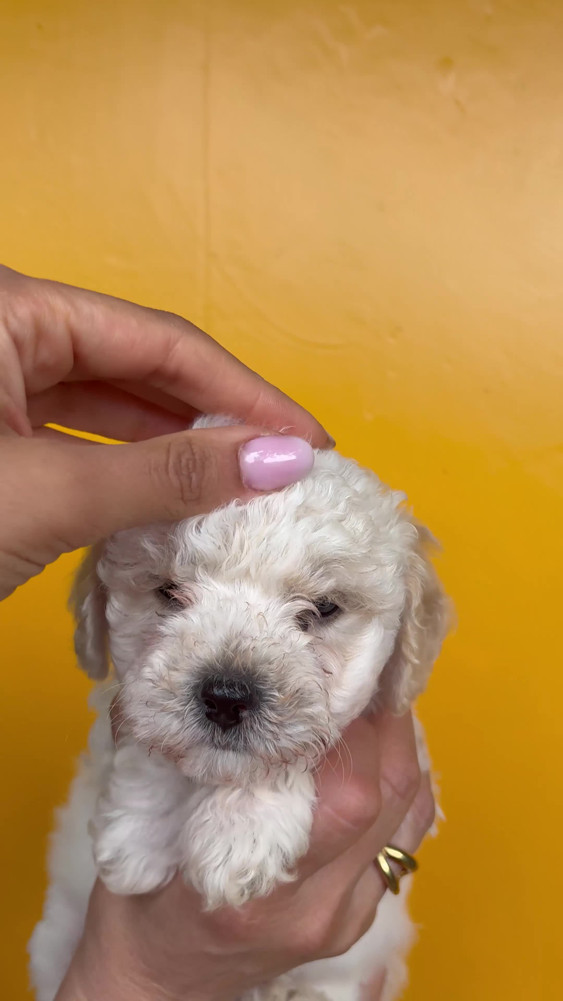 Maltipoo cani in vendita: Cucciola maltipoo - Video 1