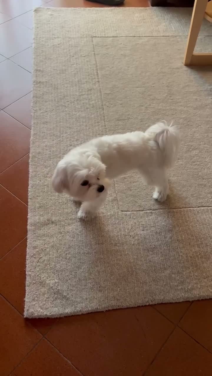 Maltese cani per accoppiamento: Abbiamo il maschio per l'accoppiamento - Video 1