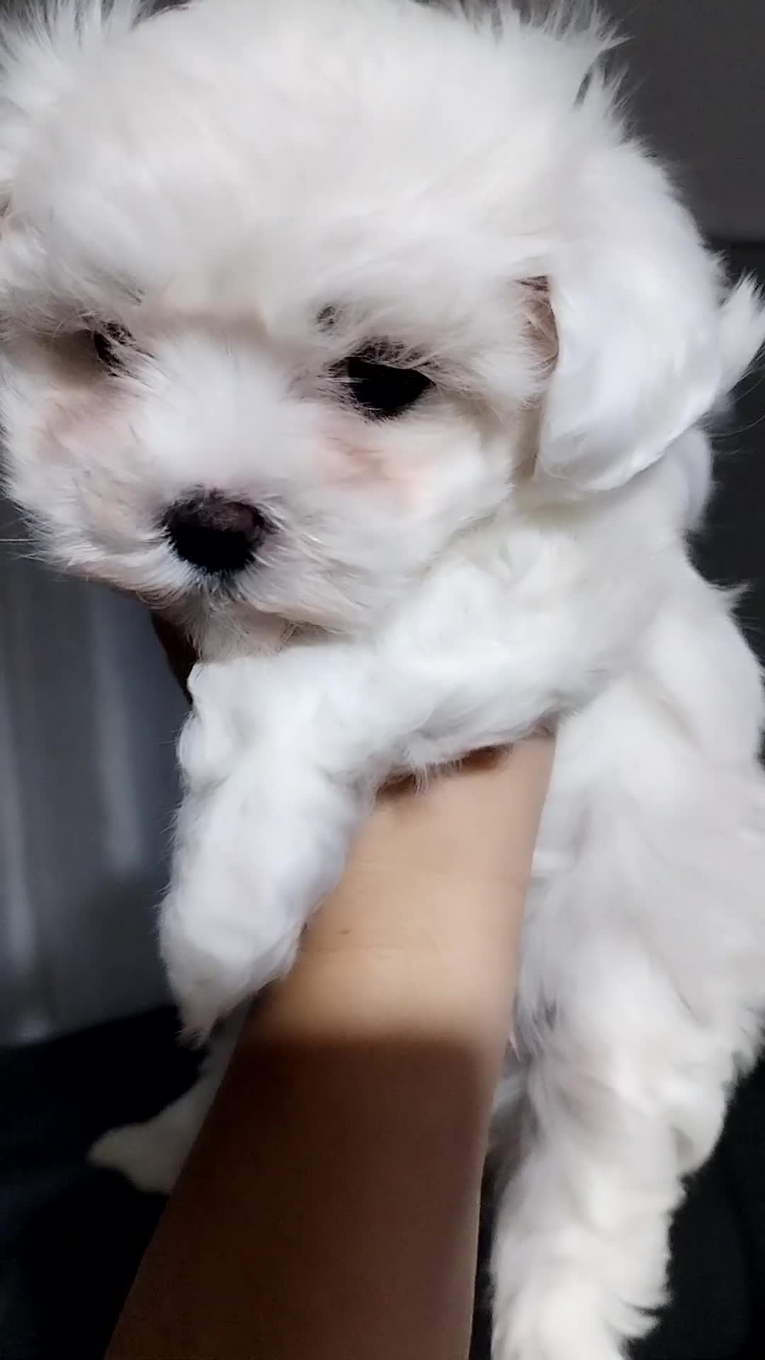 Maltese cani in vendita: Maltese  - Video 1