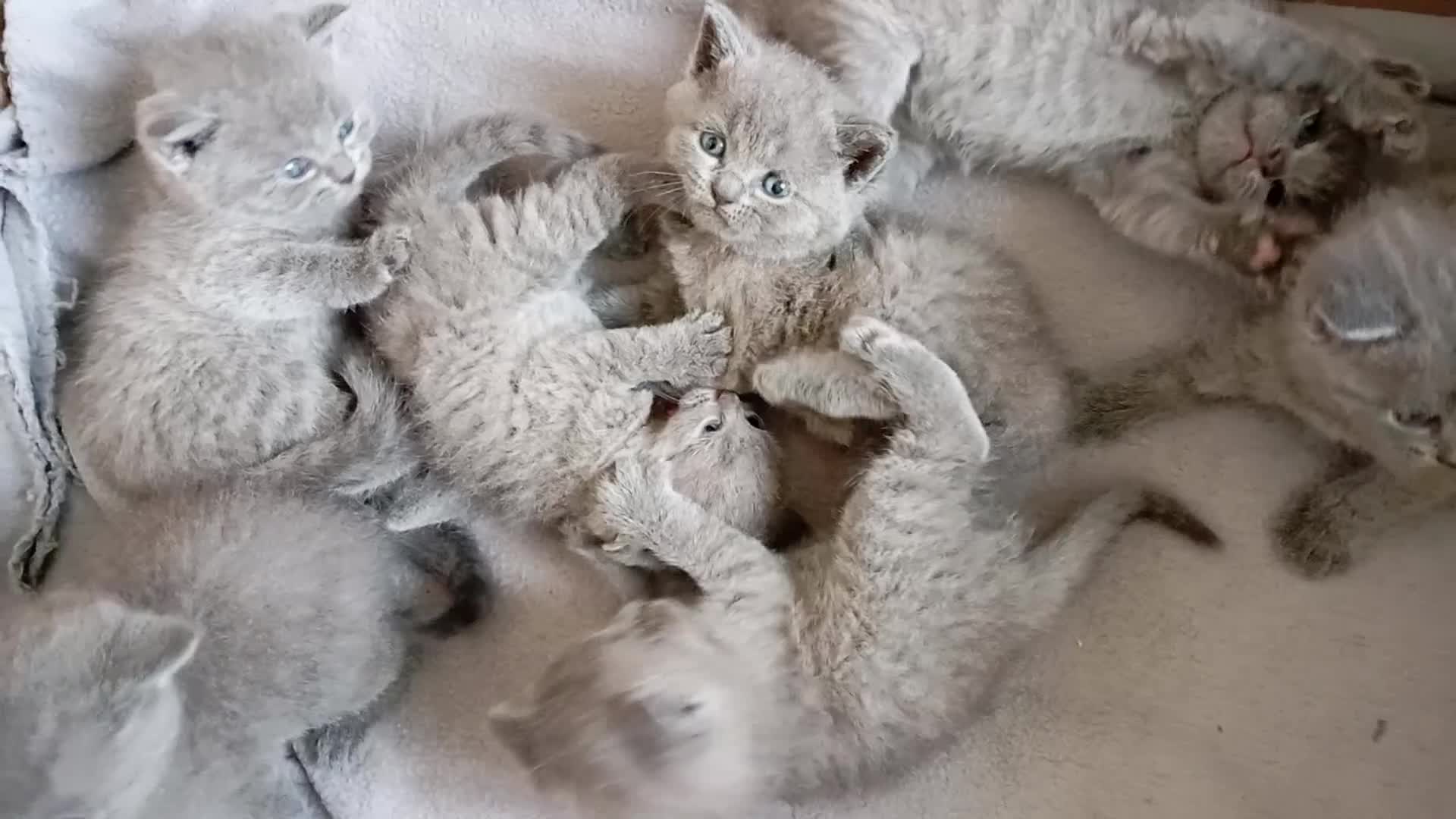 British gatti in vendita: British shorhair cuccioli  - Video 1