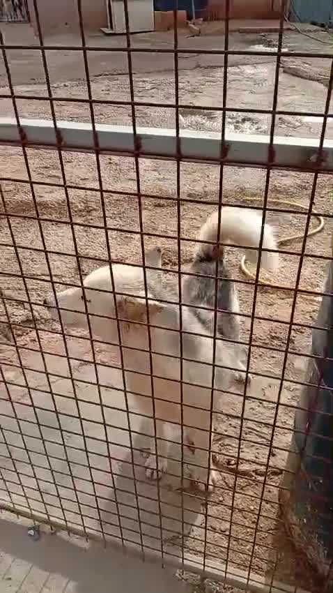 Husky cani in regalo: Donut, una dolcezza di Husky - Video 3