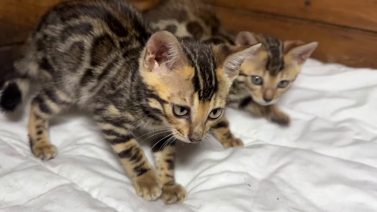 Bengala gatti in vendita: Cucciole di Bengal con Pedigree a Provincia di Asti - Video 5
