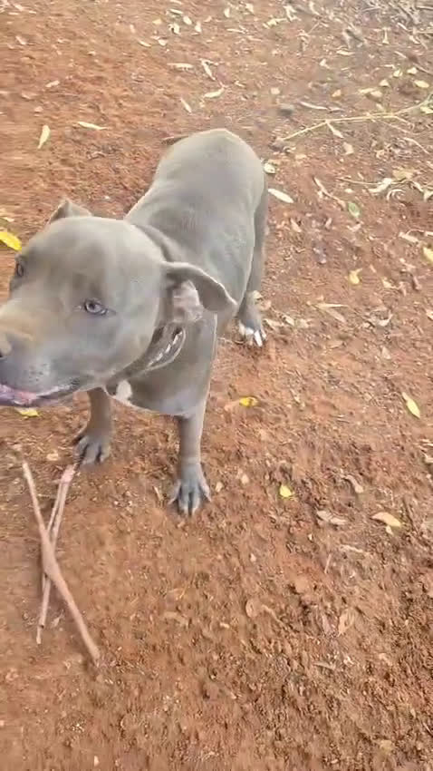 Pitbull cani in regalo: ATHENA TERRIER DI TIPO BULL 2 ANNI - Video 1