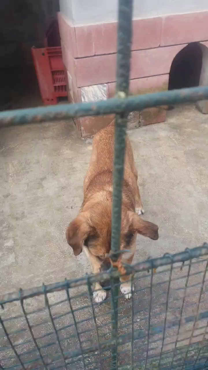 Meticcio cani in regalo: DJANGO a Provincia di Avellino - Video 2