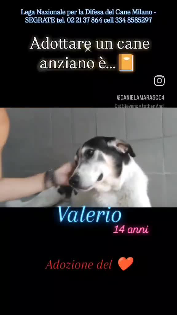 Meticcio cani in regalo: VALERIO DIVERSAMENTE CUCCIOLO - Video 1