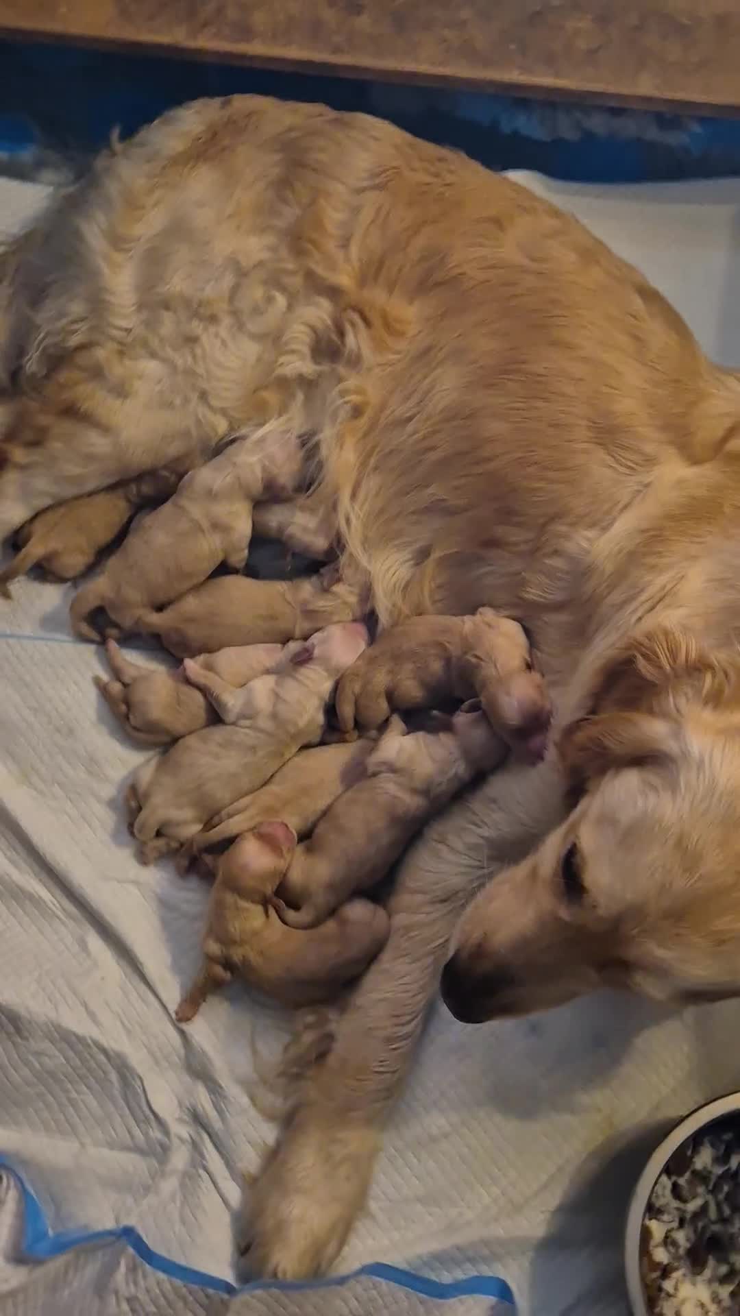 Golden Retriever cani in vendita: Allevamento sleepingbeauty golden - Video 1