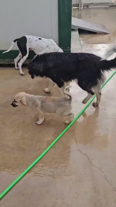 Meticcio cani in regalo: Andrea: 2 anni, timido e dolce - Video 2