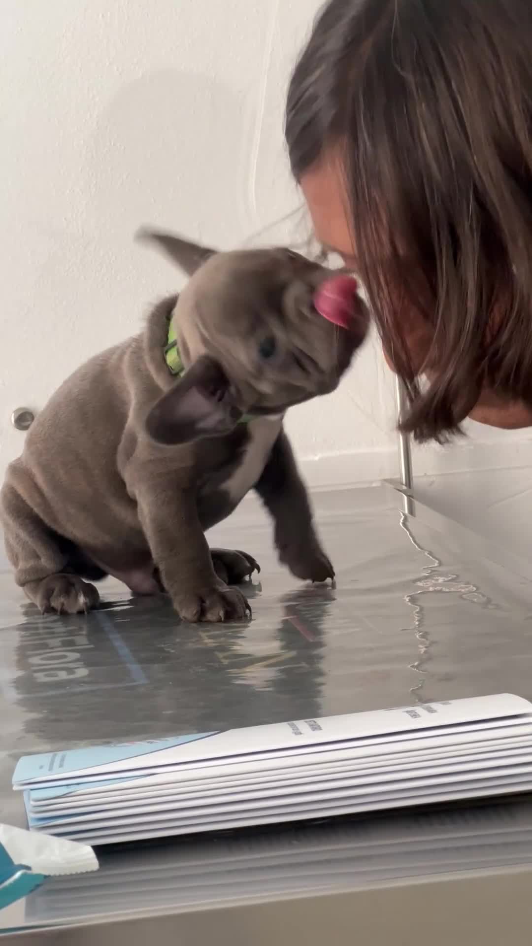 Bulldog Francese cani in vendita: Bulldog francese  - Video 5