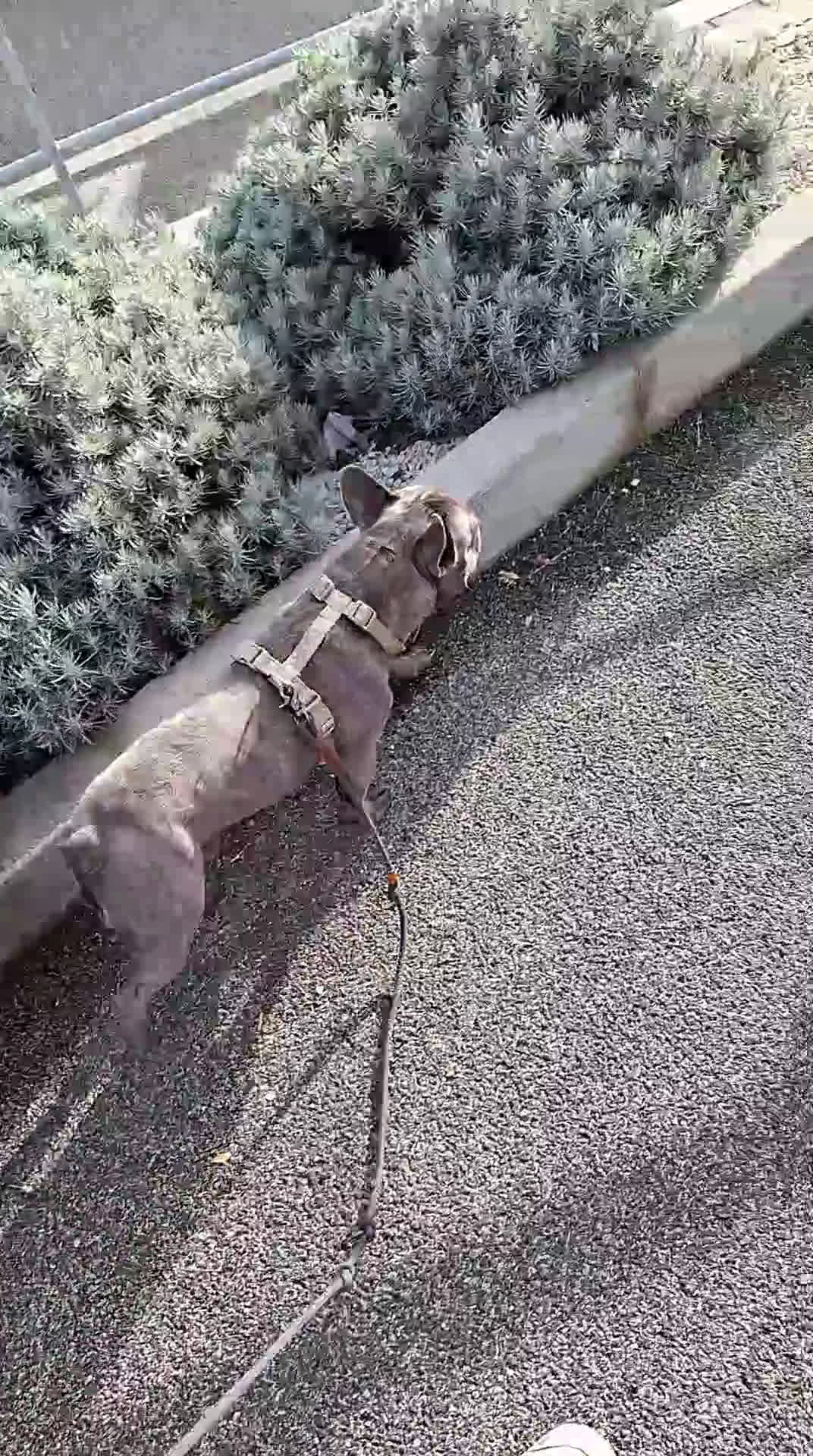 Bulldog Francese cani per accoppiamento:  Ciccio Maschio Bulldog Francese Cerca Femmina - Video 1