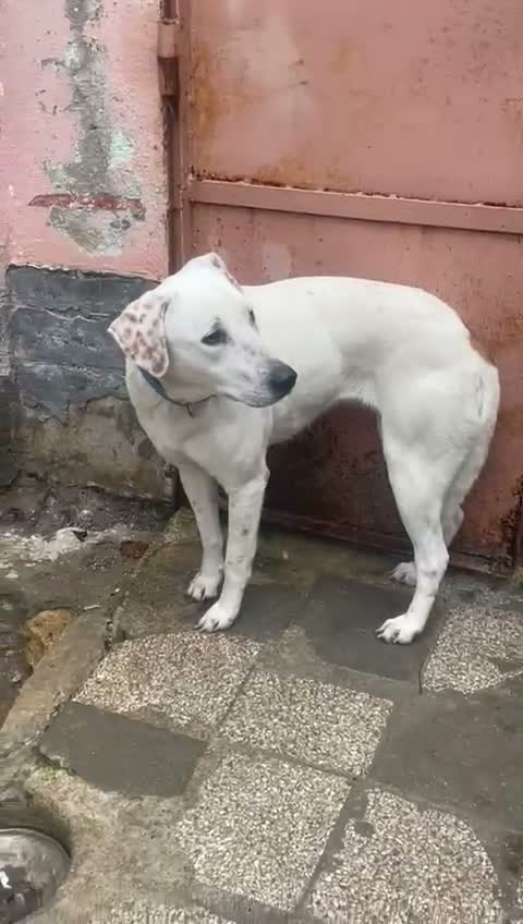 Meticcio gatti in regalo: Bellissima Lulù a Città Metropolitana di Bologna - Video 2