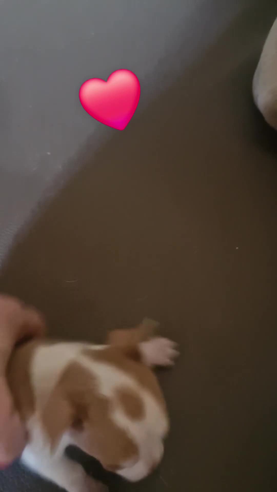 Chihuahua cani in vendita: Ciwawa  - Video 1