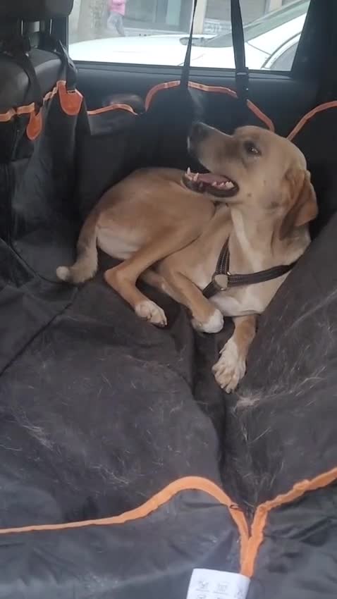 Meticcio cani in regalo: Dylan, un cane tenero e devoto alla famglia - Video 2