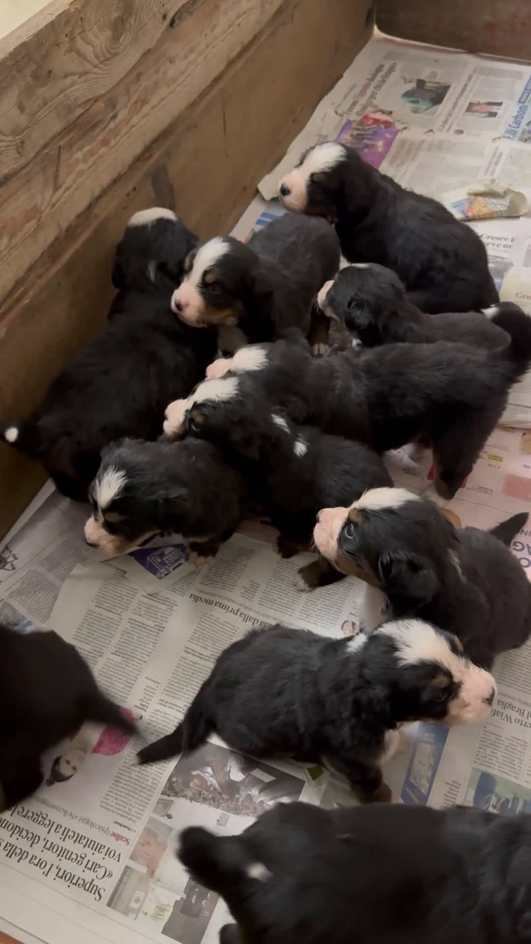 Bovaro del Bernese cani in vendita: Cuccioli Bernese da famiglia (privati) - Video 2