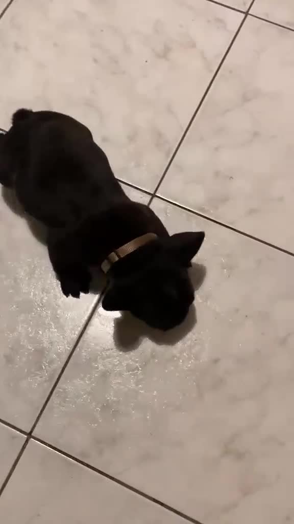 Bulldog Francese cani in vendita: CUCCIOLI DI BOULDOGUE FRANCESE  - Video 1