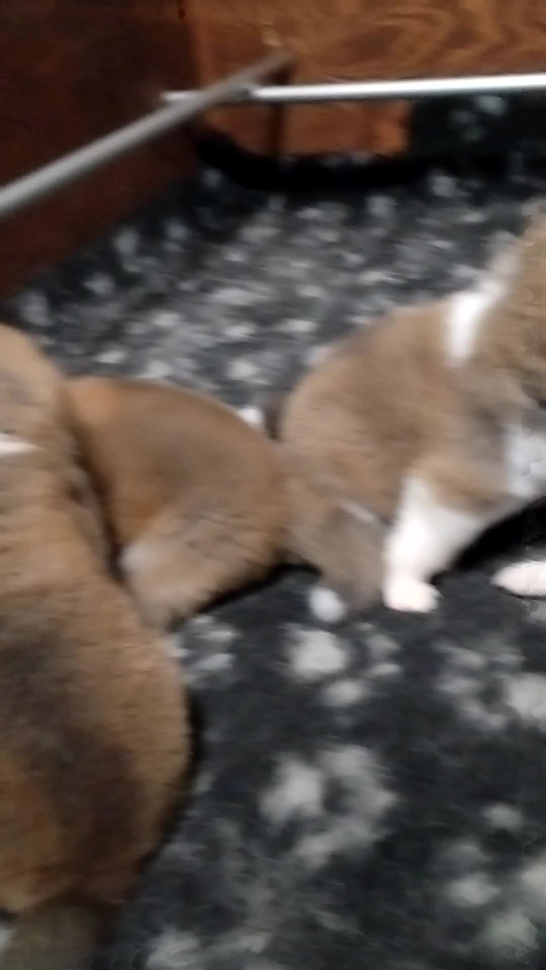Akita Inu cani in vendita: CUCCIOLI DI AKITA LOMBARDIA - Video 3