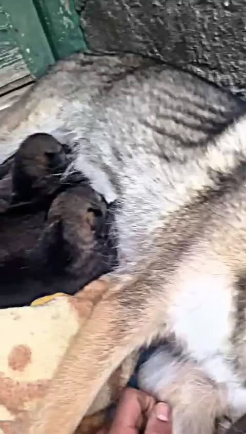 Lupo Cecoslovacco cani in vendita: Cuccioli di lupo cecoslovacco - Video 1