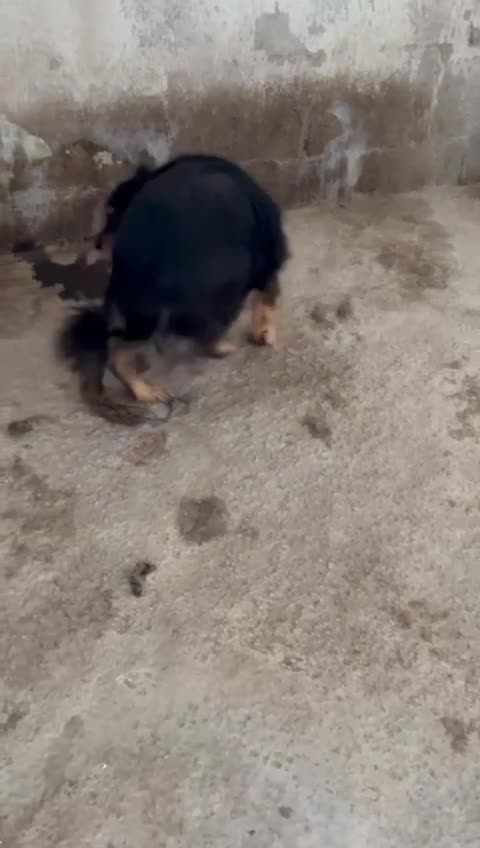 Meticcio cani in regalo: APACHE timidino ha bisogno di aiuto - Video 1