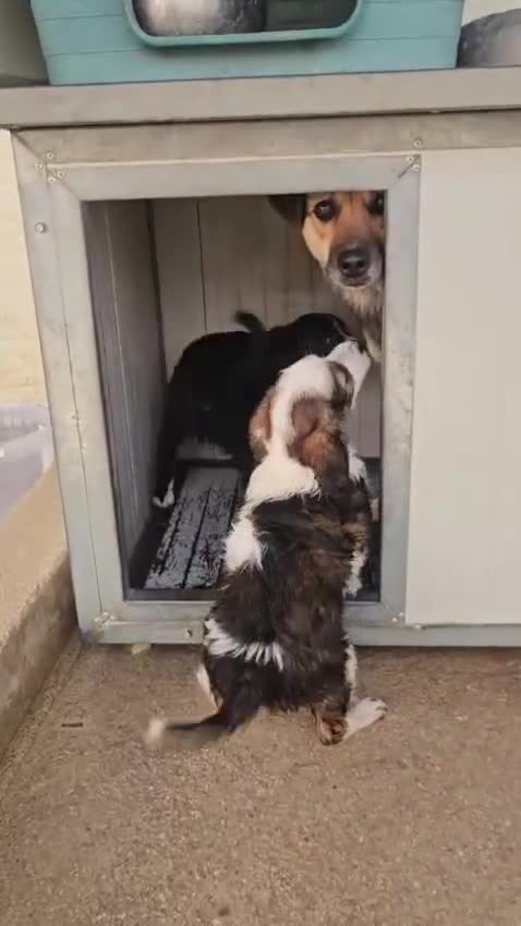 Meticcio cani in regalo: Martina: cucciola taglia media contenuta  - Video 1