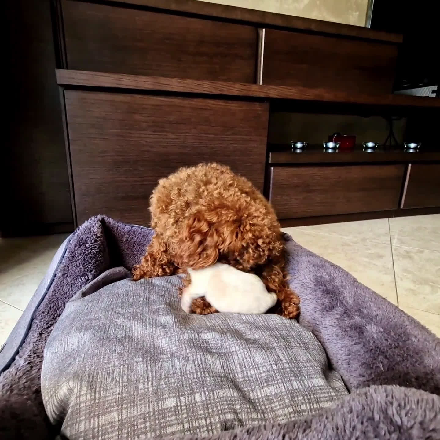 Meticcio cani in vendita: Maltipoo - Video 2