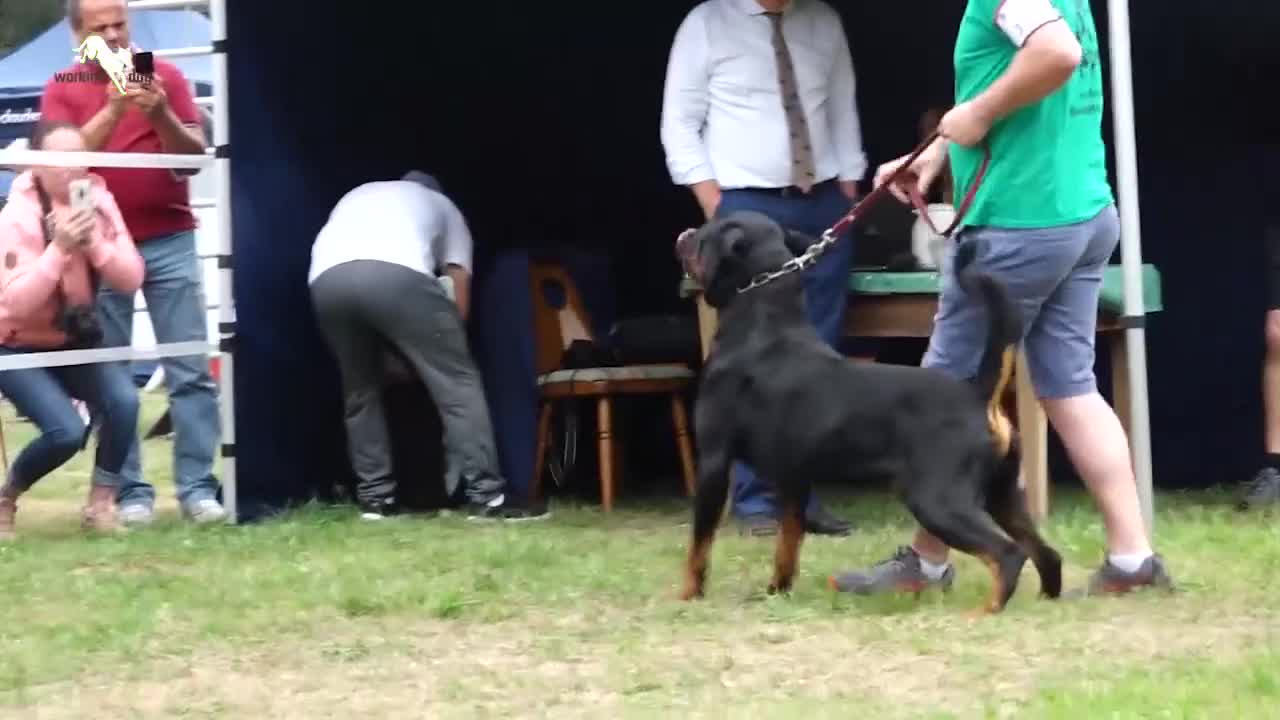 Rottweiler cani per accoppiamento: Rottweiler per monta - Video 1