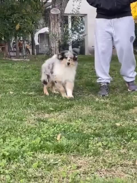 Collie cani in vendita: Cucciolo di pastore scozzese a pelo lungo  - Video 1