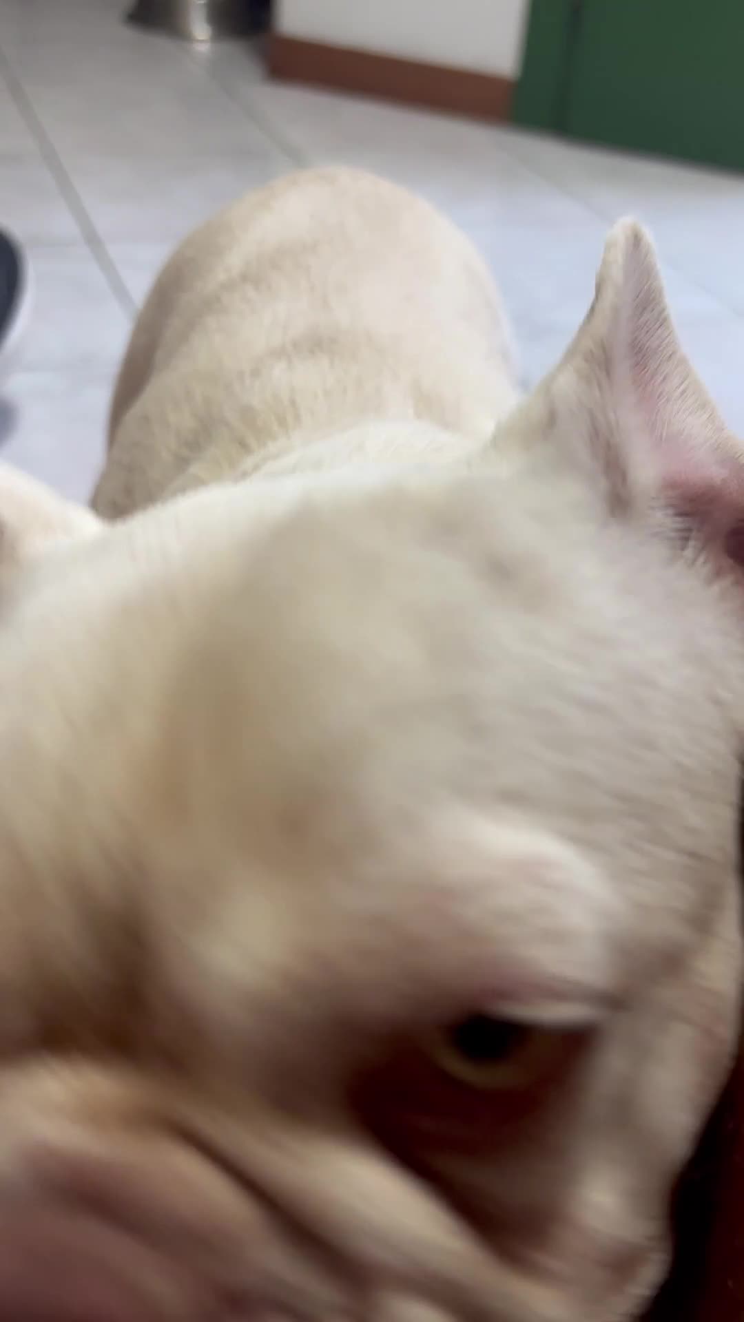 Bulldog Francese cani in vendita: Bulldog francese - Video 1
