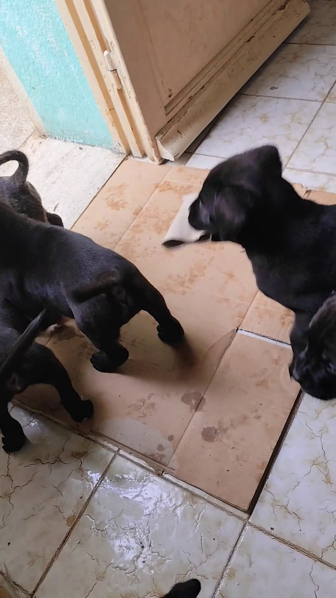 Cane Corso cani in vendita: Cuccioli di cane corso  - Video 1