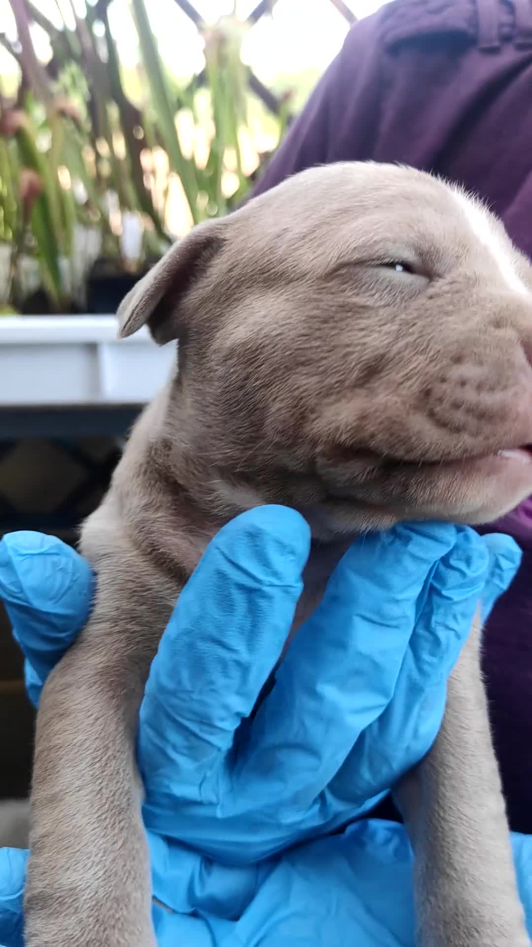 Pitbull cani in vendita: Cuccioli American Pitbull Terrier con pedigree - Video 4