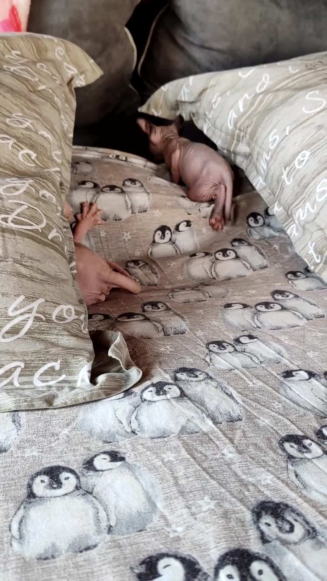Sphynx gatti in vendita: Cuccioli Canadian Sphynx  - Video 1