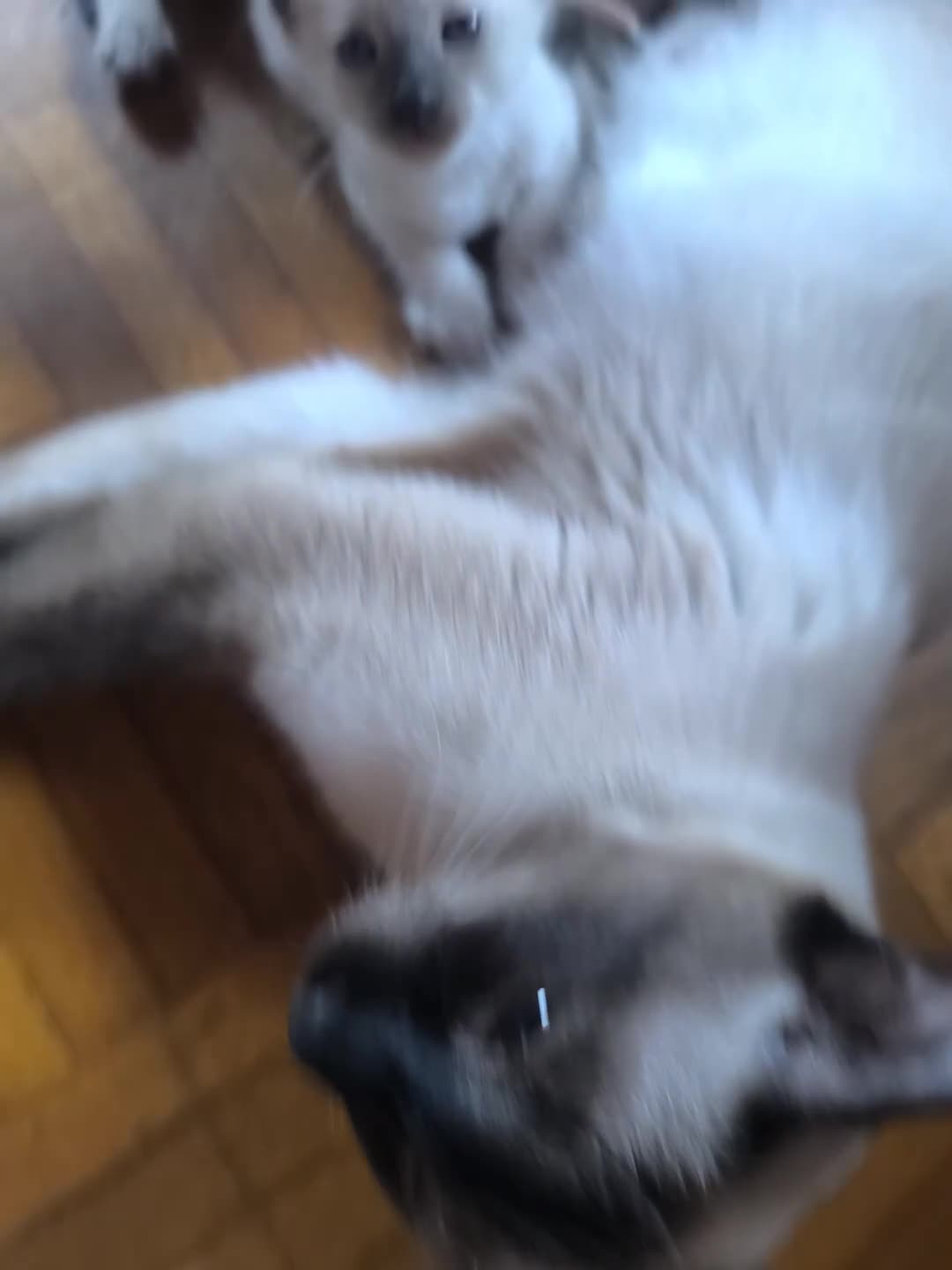 Thai gatti in vendita: Siamese tradizionale, Thai microchip Pedigree  - Video 3