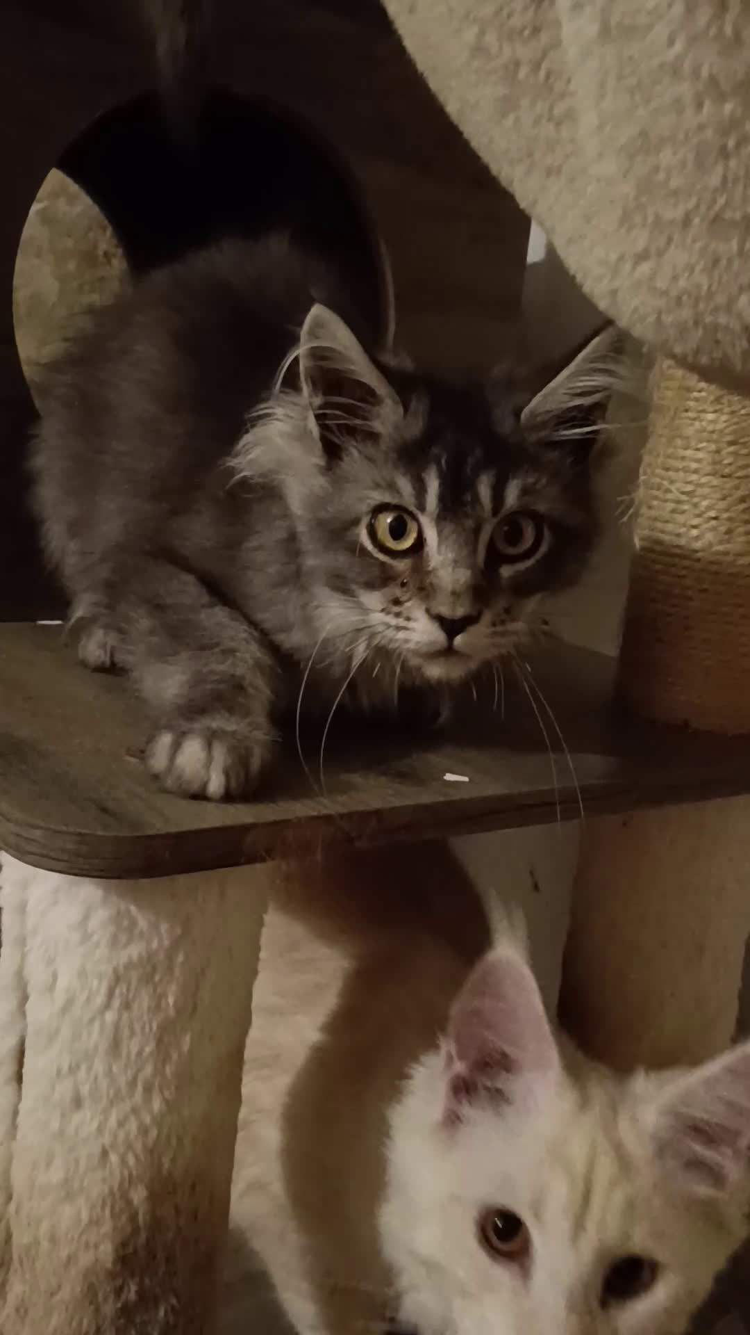 Maine Coon gatti in vendita: Cucciolo Maine coon black silver ticked tabby  - Video 1