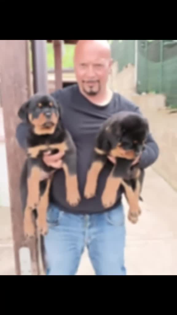 Rottweiler cani in vendita: Cuccioli di rottweiler  - Video 1