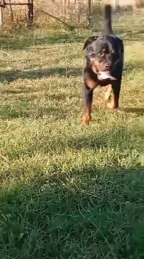 Rottweiler cani in regalo: Ares: 5 anni, Rottweiler equilibrato, socievole  a Città Metropolitana di Genova - Video 4