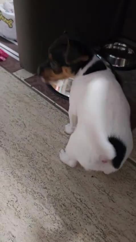 Jack Russell cani in vendita: Gek russel toy nati il 05/05/2026 - Video 1
