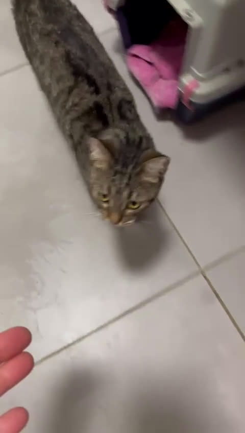 Europeo gatti in regalo: GATTINA DOLCISSIMA - Video 1