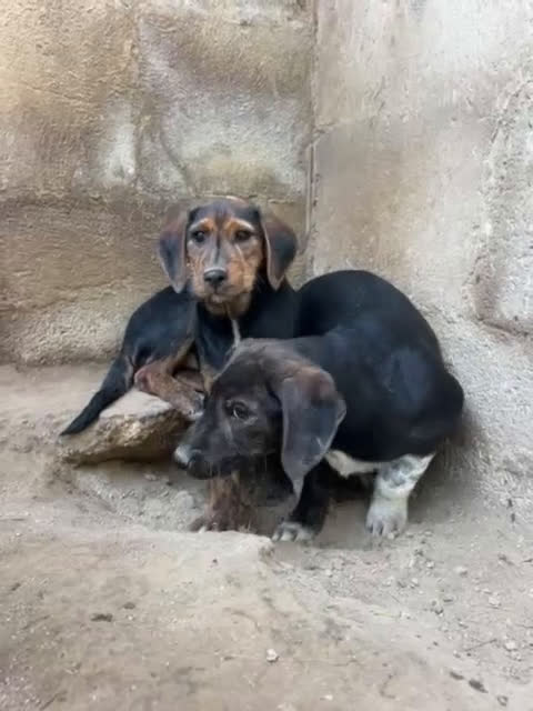 Meticcio cani in regalo: FRED e SAM adorabili cuccioli tg mediopicc. - Video 1