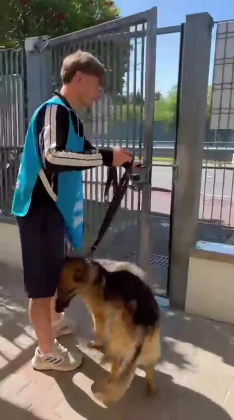 Meticcio cani in regalo: CICCILLO PASTORE TEDESCO - Video 5