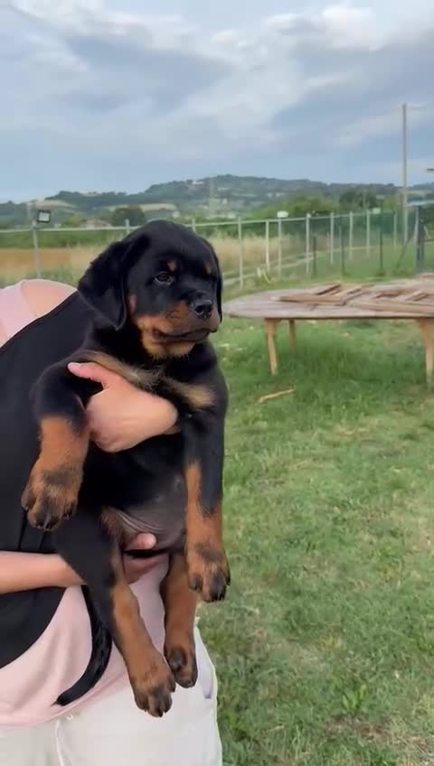Rottweiler cani in vendita: Cucciolo rottweiler con pedigree  - Video 1