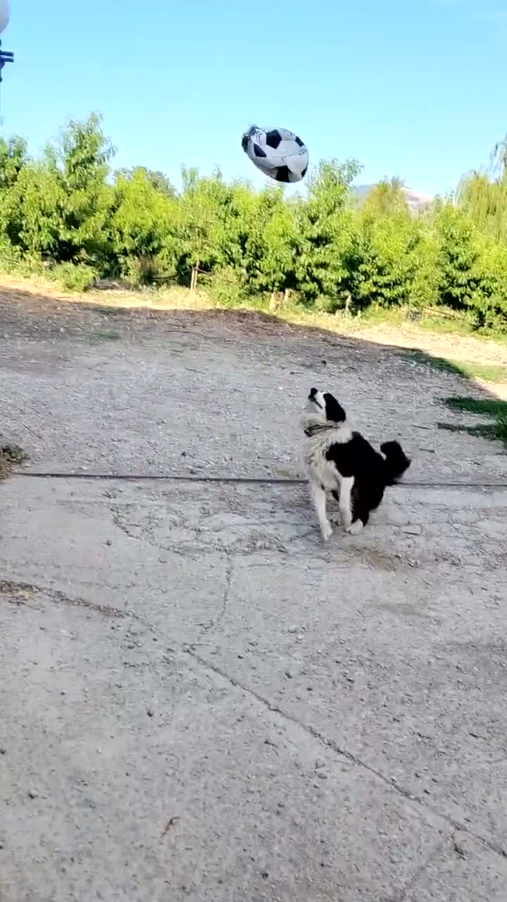 Border Collie cani in regalo: Border collie maschio 4 anni a Libero consorzio comunale di Agrigento - Video 1