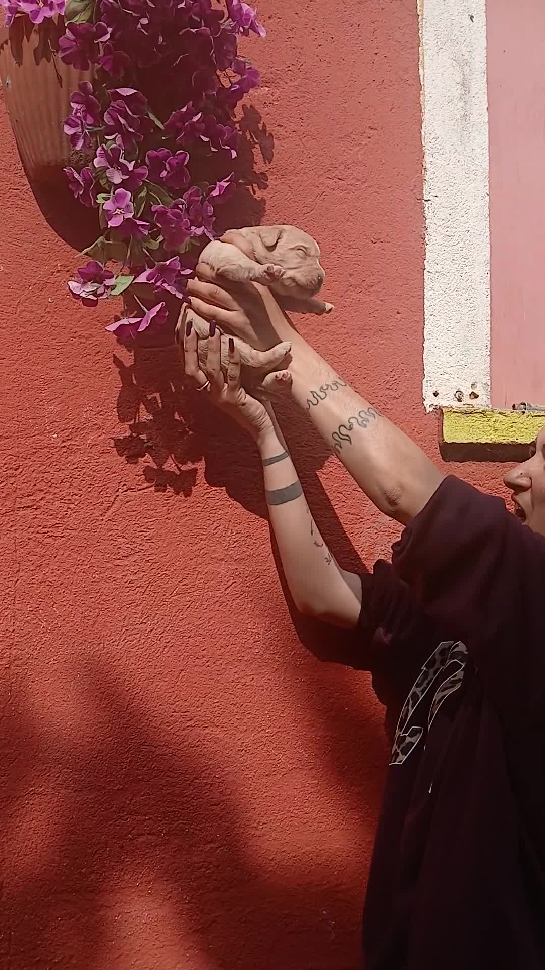 Labrador cani in vendita: Labrador  - Video 2