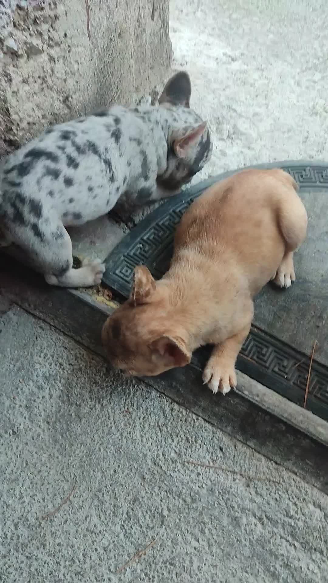 Bulldog Francese cani in vendita: Bulldog francese esotici  - Video 1