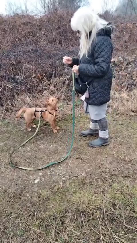 Meticcio cani in regalo: JOY, tenera cagnolina in adozione! - Video 2