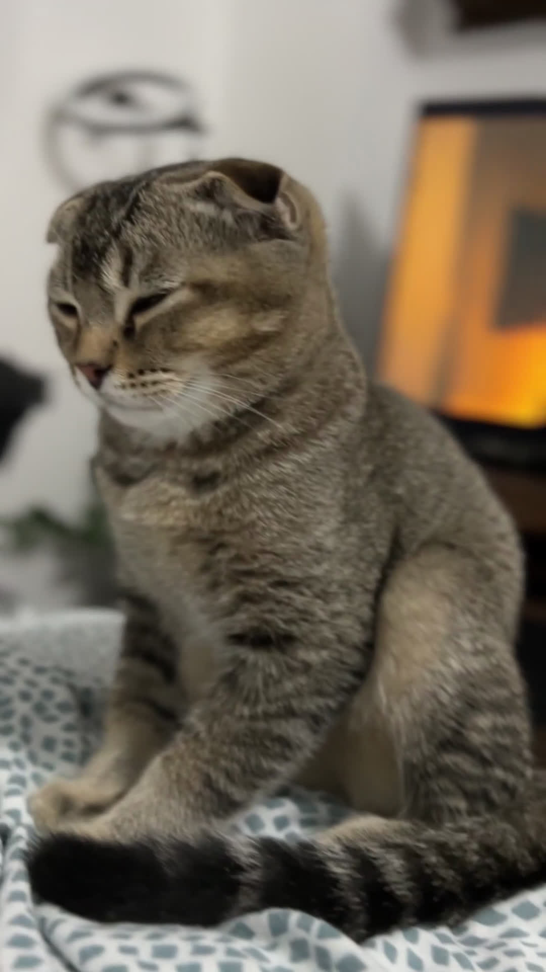 Scottish gatti in vendita: Scottish fold  - Video 1